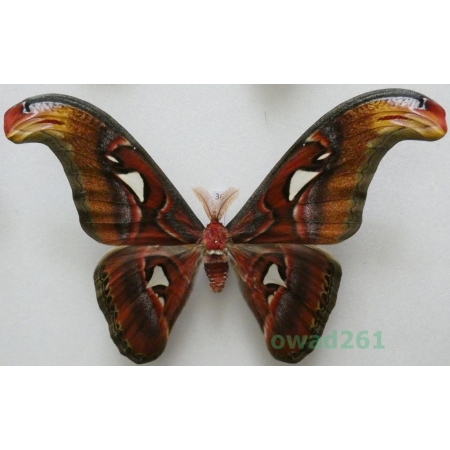 Attacus atlas Linnaeus, 1758 male ex. ovo Thailand 174mm36